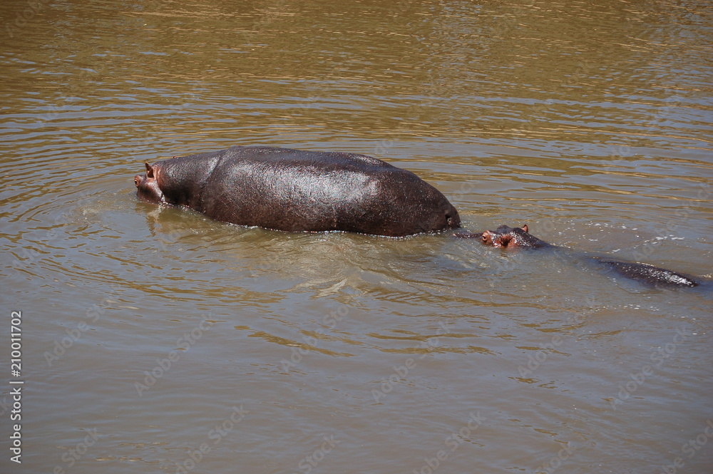 Fototapeta premium Kenya