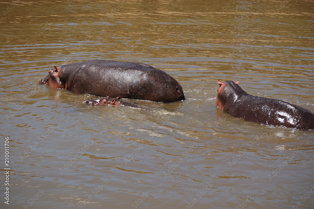 Fototapeta premium Kenya