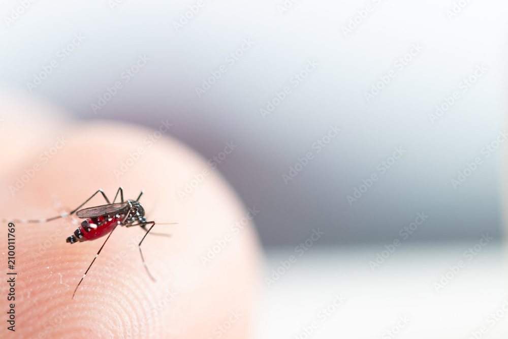 Aedes aegypti Mosquito. Close up a Mosquito sucking human blood, Aedes aegypti Mosquito. Close up a Mosquito sucking human blood,