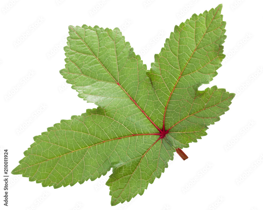 Red okra ochro a. esculentus leaf Red okra ochro a. esculentus leaf