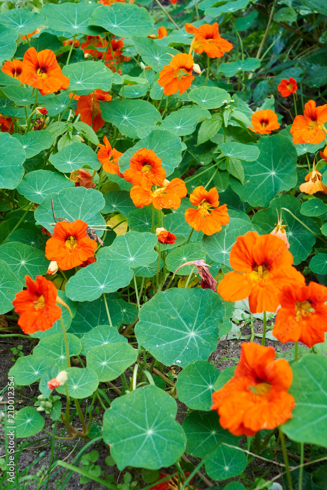 Kapuzienerkresse im Garten Kapuzienerkresse im Garten