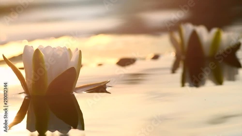 Water lily flower blooming in a pond. Lotus blossoming. White waterlillies growing and floating in a river on sunset. Slow motion. 4K UHD video 3840X2160 photo