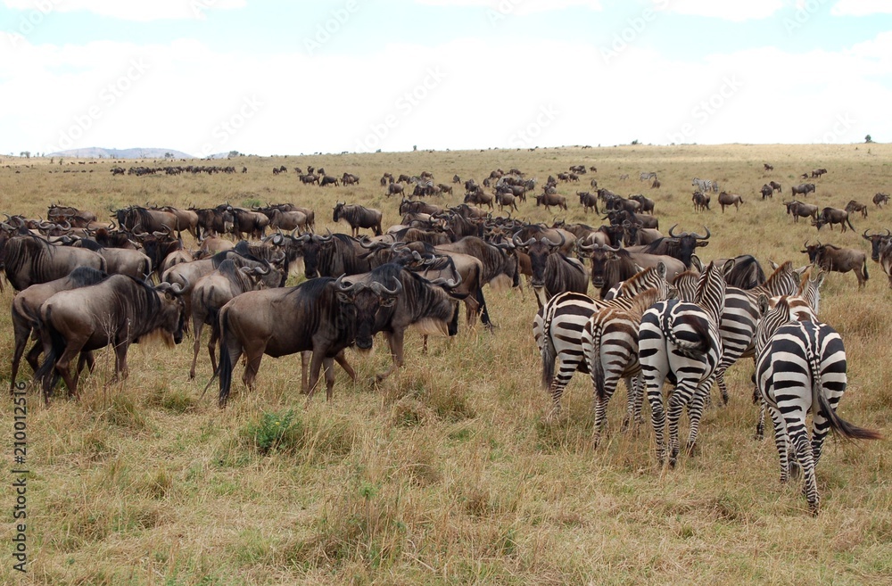 Fototapeta premium Kenya