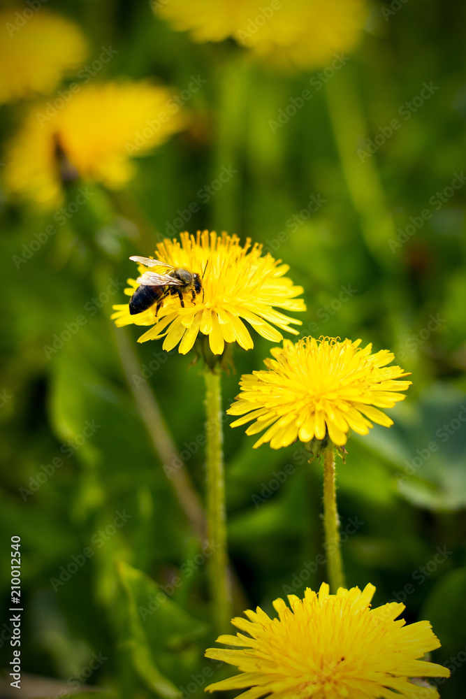 yellow dandelions in a meadow yellow dandelions in a meadow