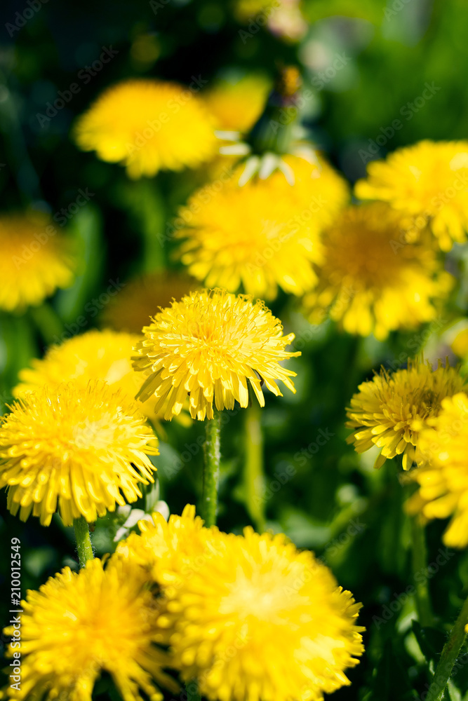 yellow dandelions in a meadow yellow dandelions in a meadow