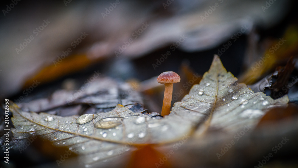 minuscule champignon minuscule champignon