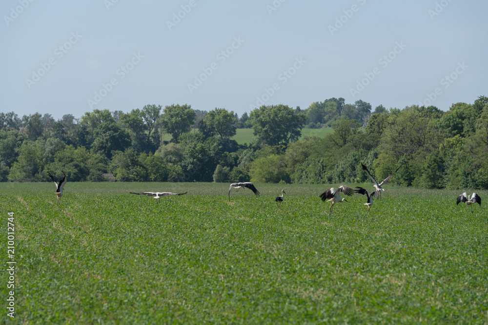 White storks in a meadow, Eastern Ukraine