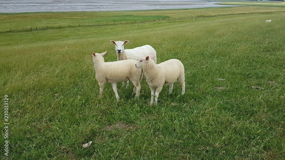 Obraz premium Deichspaziergang