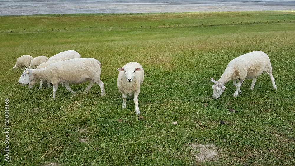 Obraz premium Deichspaziergang