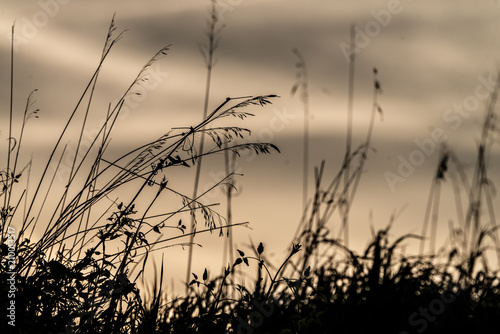herbes folles en bordure de champs au coucher du soleil