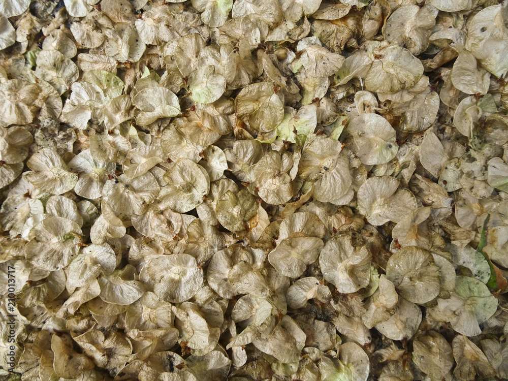 Texture: the fallen petals of the tree elm Texture: the fallen petals of the tree elm