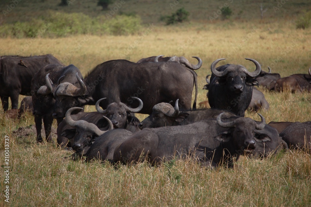Kenya Kenya