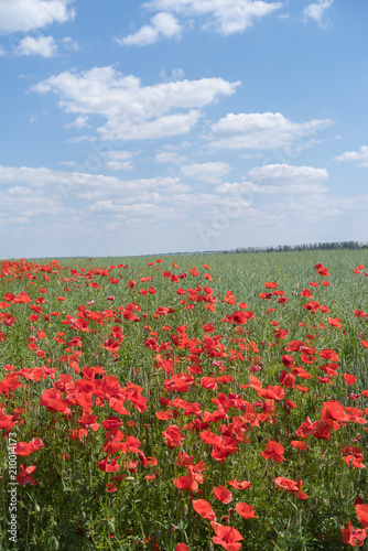 Field of poppies in summer