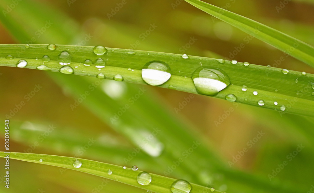 Beautiful grass with big and small drops Beautiful grass with big and small drops