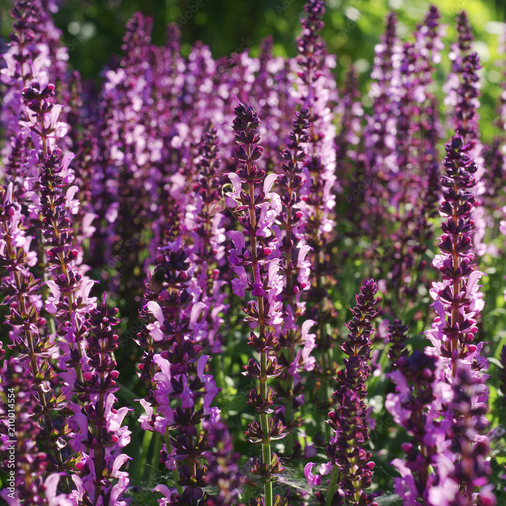 Obraz premium Salvia x sylvestris Lyrical Rose