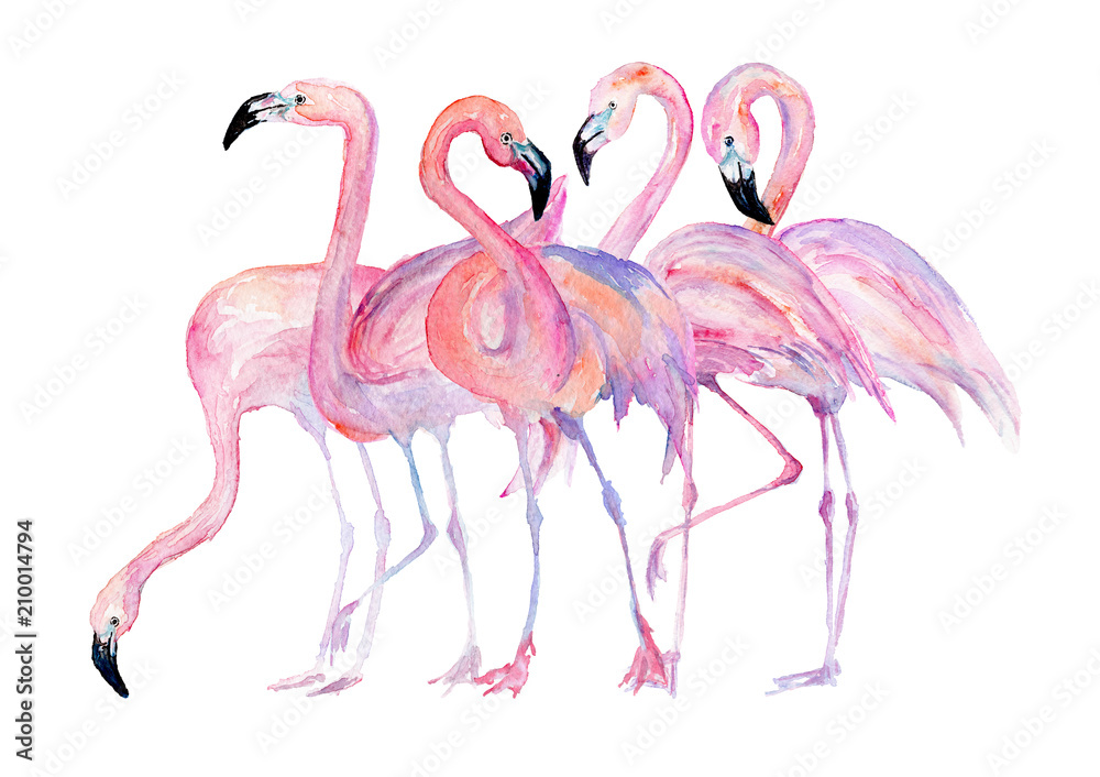 Obraz premium Watercolor flamingo. Painted image.