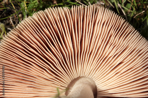 part of a brown round mushroom 