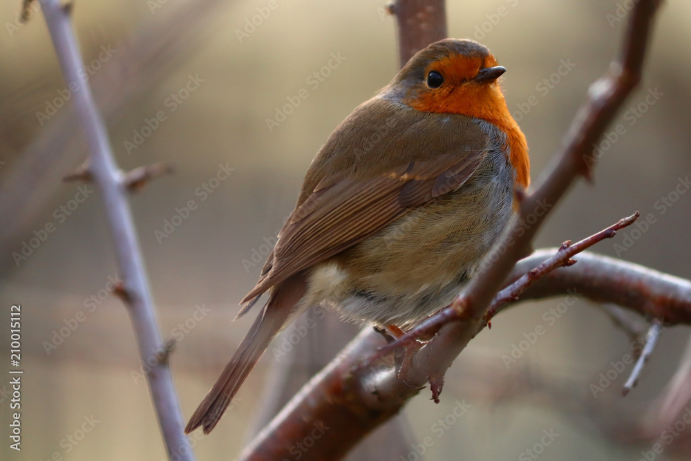 Robin sits on a branch in the spring Robin sits on a branch in the spring