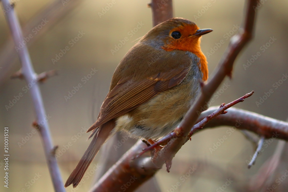 Fototapeta premium Robin sits on a branch in the spring