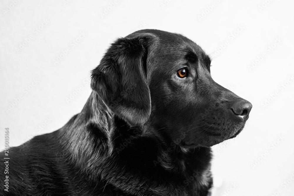 A portrait of a young Labrador Retriever. A portrait of a young Labrador Retriever.