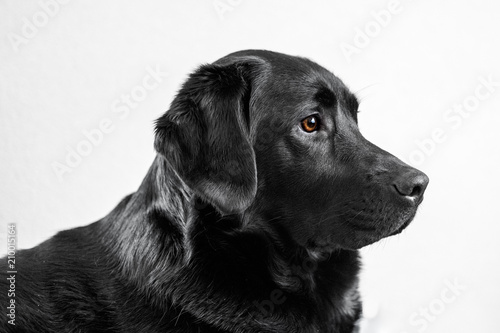 A portrait of a young Labrador Retriever.