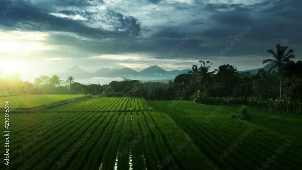 Rice Terrace from drone, Ubud, Bali, Indonesia Rice Terrace from drone, Ubud, Bali, Indonesia