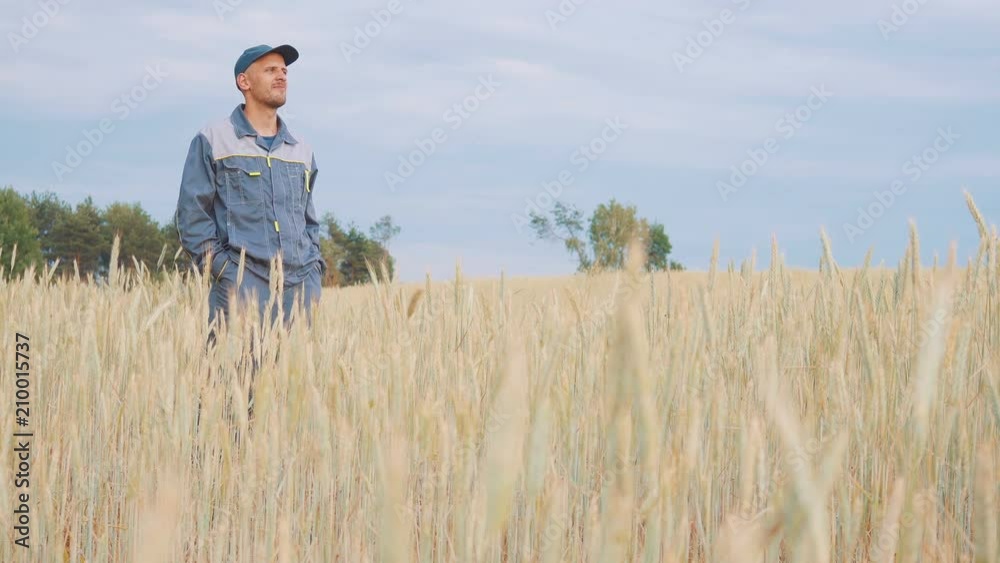 a young farmer checks the plants in a rye field. 4k a young farmer checks the plants in a rye field. 4k