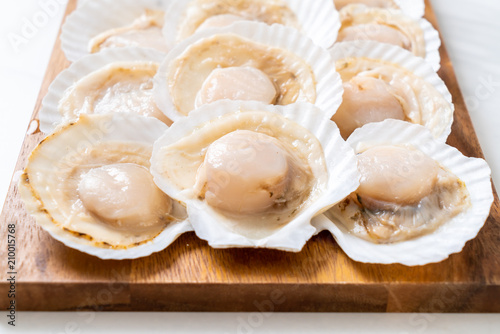 fresh shell scallop