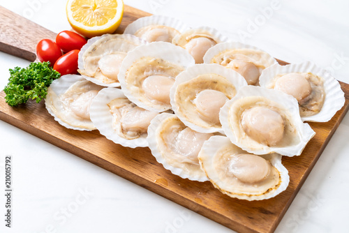 fresh shell scallop
