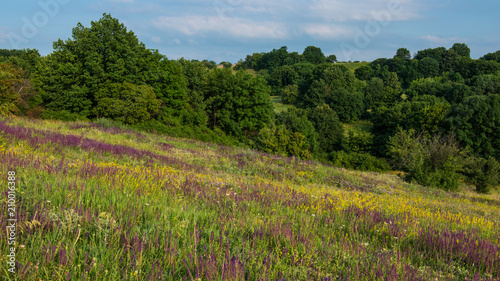 flowering flowers on a meadow in a hilly area.