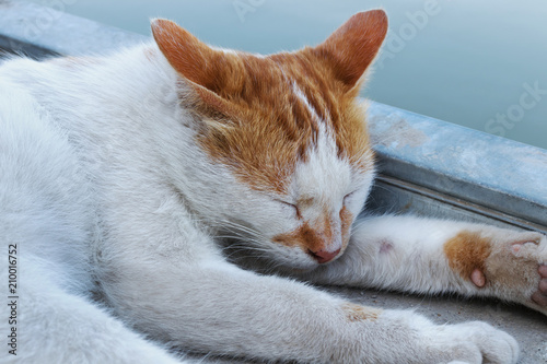 Homeless cat, bicolour white and red cat sleep outdoor © Alina