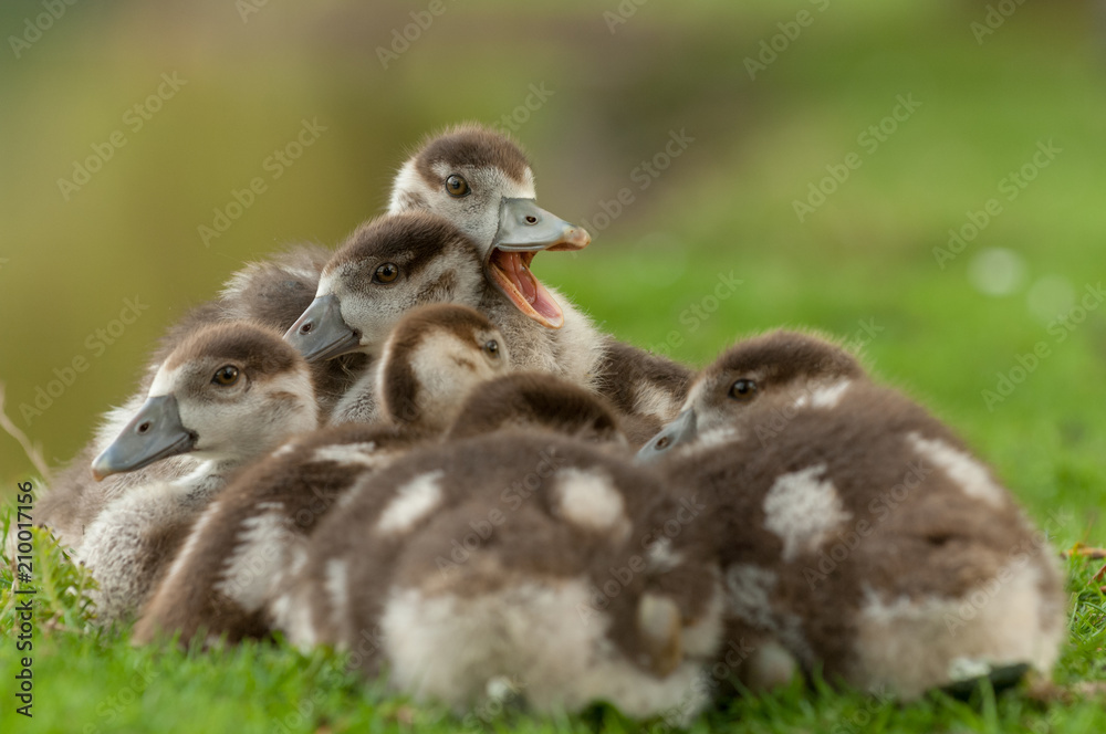 Egyptian goose ducklings resting together in grass Egyptian goose ducklings resting together in grass