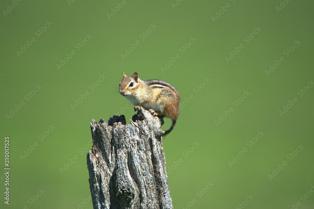 Obraz premium Chipmunk on stump