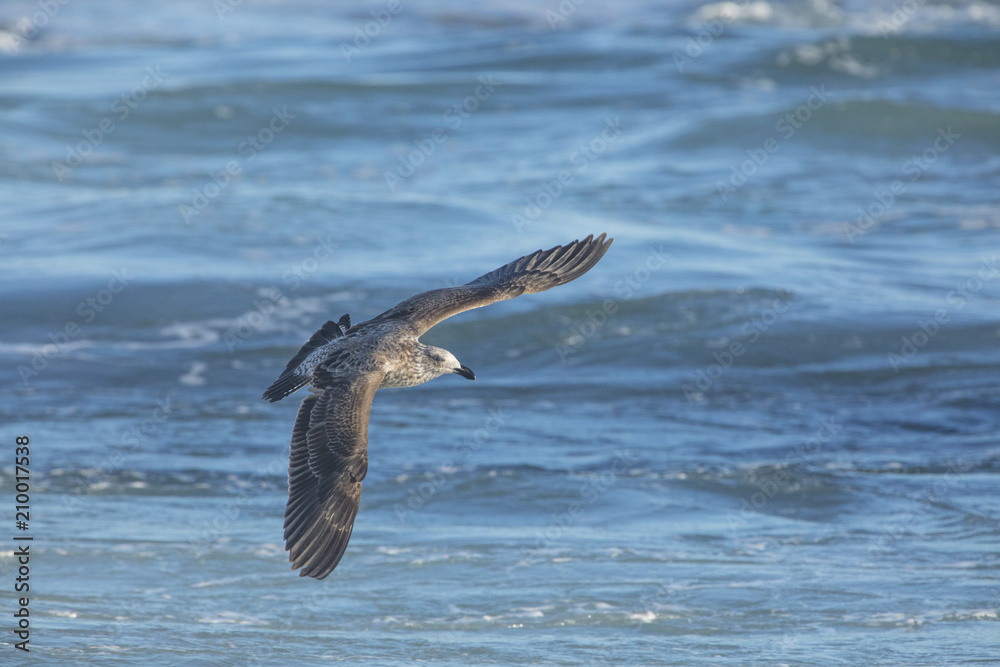 Africa, South Africa, Cape Town, Kelp gull flying over the sea