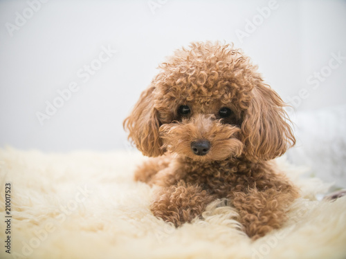 Curly-Haired Toy Poodle photo