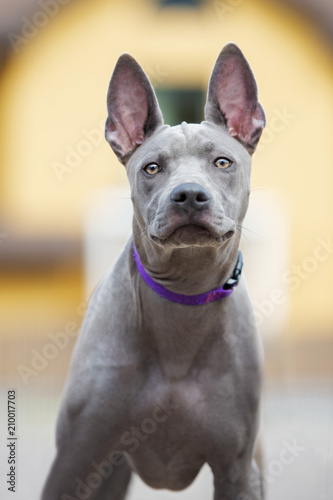 young thai ridgeback dog outdoors in summer