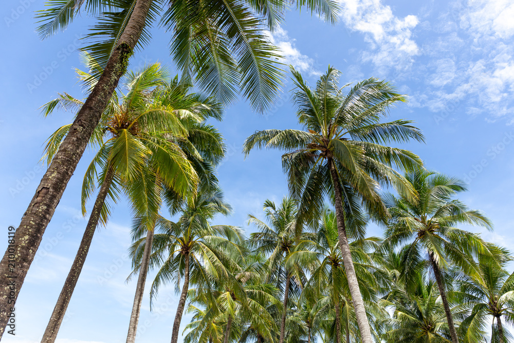 Group of Coconut palm tree with blue sky and white cloud