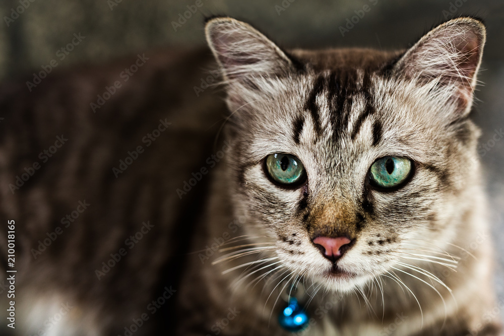 Close up portrait of green eyes cat Close up portrait of green eyes cat