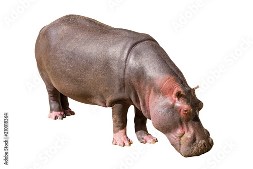 View on a Common hippopotamus isolated on white background, seen in South Africa, Africa. Hippos are the third largest land mammal and very dangerous, aggressive and unpredictable.