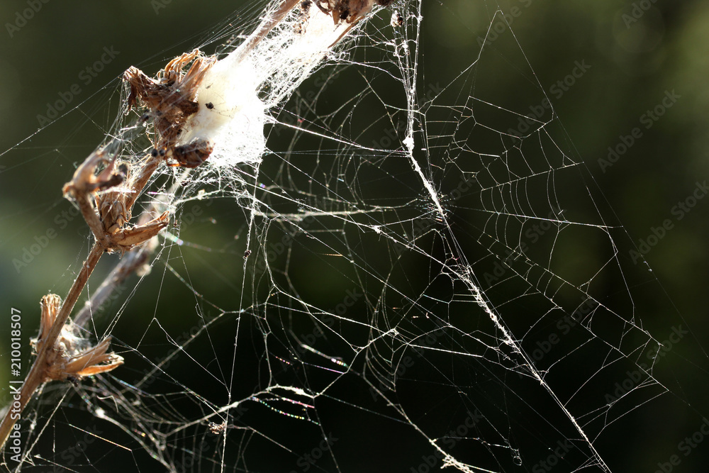 abstract spider web background abstract spider web background