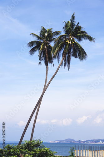 Two beautiful palm tree