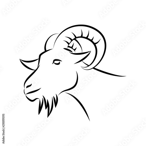 goat head sketch  animal line art  vector template ready for use