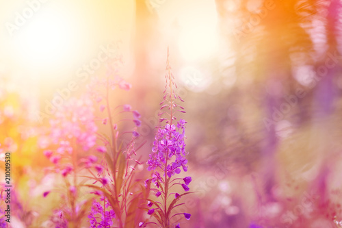 Fireweed flowers in the meadow.