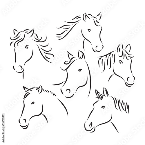 horse head sketch, animal line art style, vector template ready for use