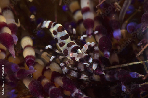 Coleman Shrimp (Periclimenes colemani).  Picture was taken in Anilao, Philippines photo