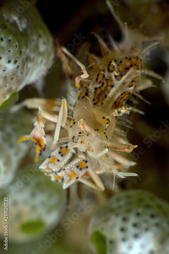 Spiny tiger shrimp  (Phyllognathia ceratophthalma). Picture was taken in Anilao, Philippines photo