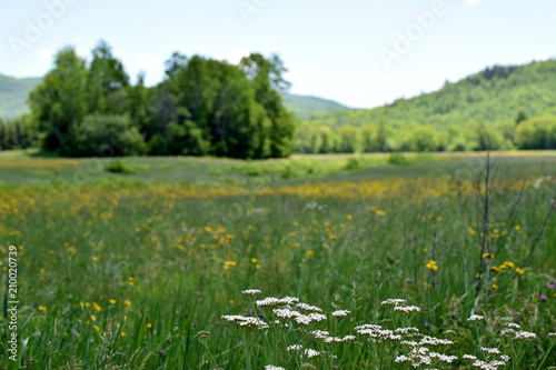 Fototapeta Naklejka Na Ścianę i Meble -  Field of Wildflowers in Maine