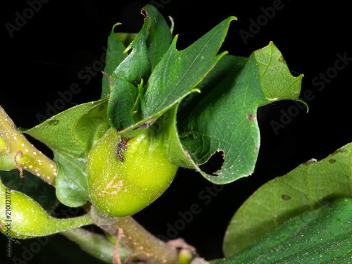 Sweet chestnut galls from Dryocosmus kuriphilus. photo