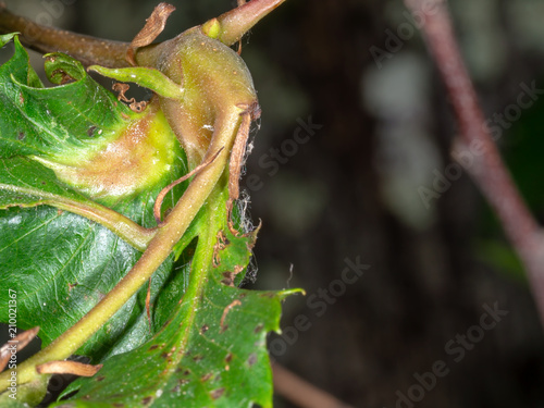 Sweet chestnut galls from Dryocosmus kuriphilus. photo
