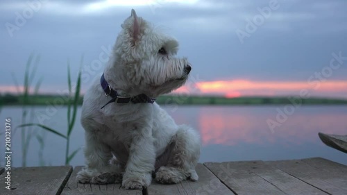Portrait slow motion of small white purebred westie terrier dog sitting on wooden bridge at lake in summer during beautiful sunset in countryside photo